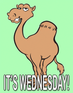 Smiling Camel It's Hilarious Wednesday GIF