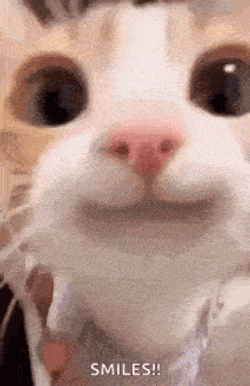 Smiling Cat Happy Cat GIF