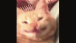 Smiling Cat Happy Happy Happy Meme GIF