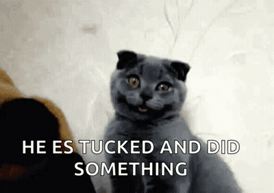 Smiling Cat He Es Tucked And Did Something GIF