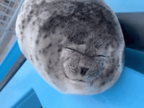 Smiling Curling Seal GIF