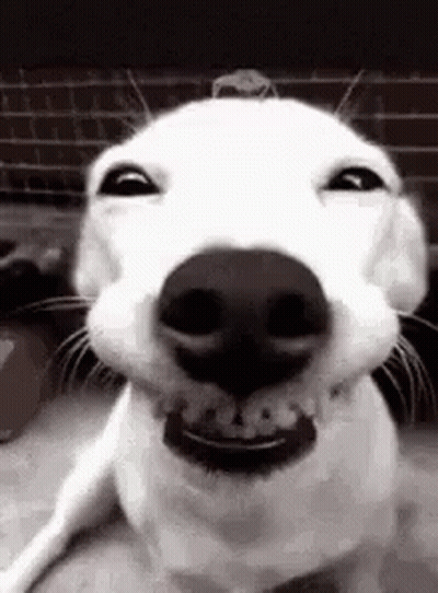 Smiling Dog GIF