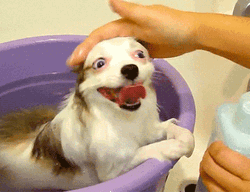 Smiling Dog Bath GIF