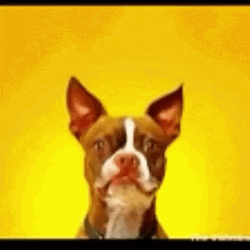 Smiling Dog Boston Terrier GIF