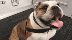 Smiling Dog Butler Bulldog GIF