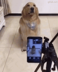 Smiling Dog Camera Pictorial GIF