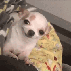 Smiling Dog Chihuahua Blink GIF