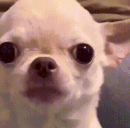 Smiling Dog Chihuahua GIF