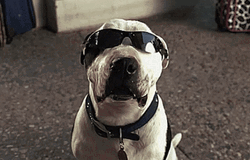 Smiling Dog Cool Shades GIF