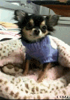 Smiling Dog Costume Chihuahua GIF