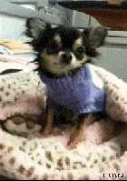 Smiling Dog GIFs