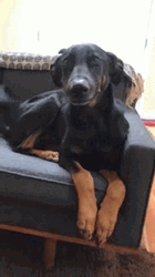 Smiling Dog Couch Dobermann GIF