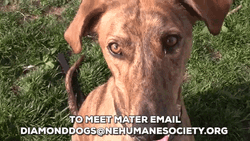 Smiling Dog For Adoption GIF