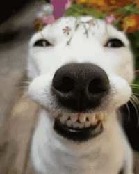 Smiling Dog Grin Squint GIF
