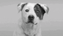 Smiling Dog Jack Russell Terrier GIF