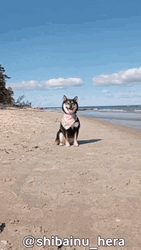 Smiling Dog On Beach GIF