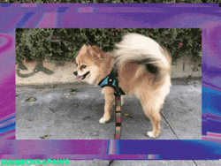 Smiling Dog Pomeranian GIF