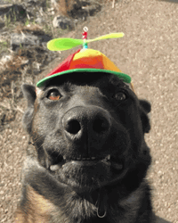 Smiling Dog Propeller Beanie GIF
