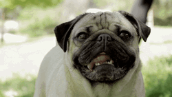 Smiling Dog Pug Tongue Lick GIF