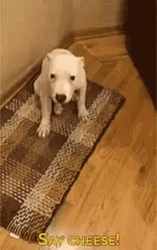 Smiling Dog Say Cheese GIF