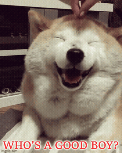 Smiling Dog Saying Who's A Good Boy GIF