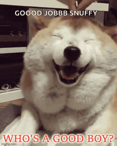 Smiling Dog Saying Who's A Good Boy GIF