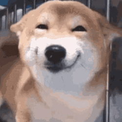 Smiling Dog Shiba Inu Tail Wagging GIF GIFDB