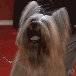 Smiling Dog Staring Dog Show GIF