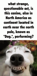 Smiling Dog Strange Questionable GIF