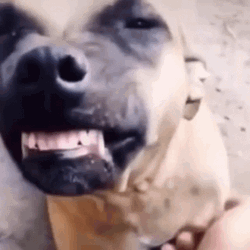 Smiling Dog Tickle GIF