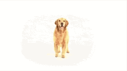 Smiling Dog Turn Around GIF