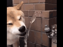 Smiling Dog Water Fountain GIF