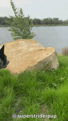Smiling Dog Waving GIF