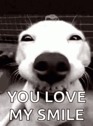 Smiling Dog You Love My Smile GIF