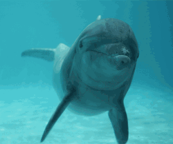 Smiling Dolphin Swimming GIF
