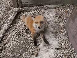 Smiling Little Fox