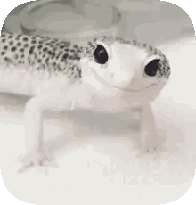 Smiling Lizard Looking At Camera Sticker