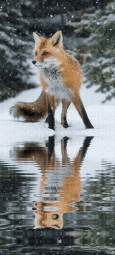 Smiling Man With Glasses And Beard GIF