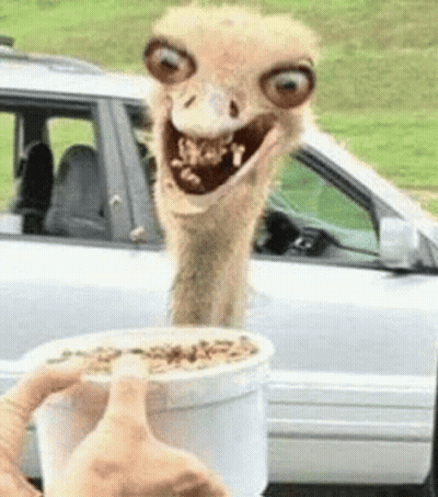 Smiling Ostrich Reaching For Cereal GIF