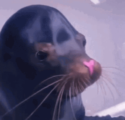Smiling Seal In Pink Nose GIF