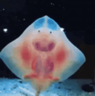Smiling Stingray Swimming In Tank GIF