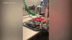 Smoking Lungs Damaged Unhealthy GIF