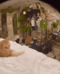 Smug Face Of Cat GIF