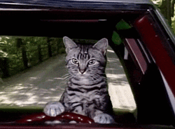 Smurf Cat Meme Car Driving GIF