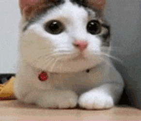 Smurf Cat Meme Shaking Head GIF