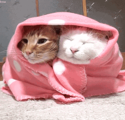 Smurf Cat Meme Sharing Blanket GIF