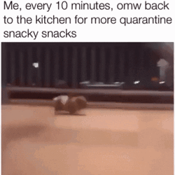 Snacks Cute Dog Walking On My Way To The Kitchen GIF
