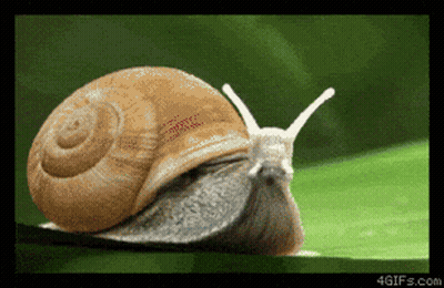 Snail Crawling On Green Leaf GIF