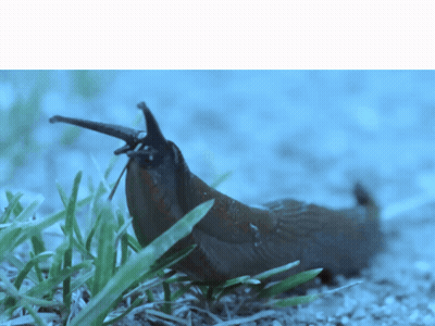Snail Crawling On Ground Blue Background GIF