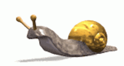 Snail Crawling Slow GIF